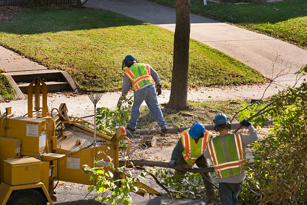 How Our Tree Care Process Works  in Napili Honokowai, HI